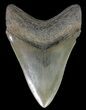 Serrated, Megalodon Tooth - Georgia #70035-2